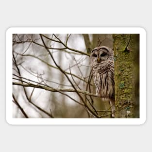 Barred Owl - Presqu'ile Park Sticker